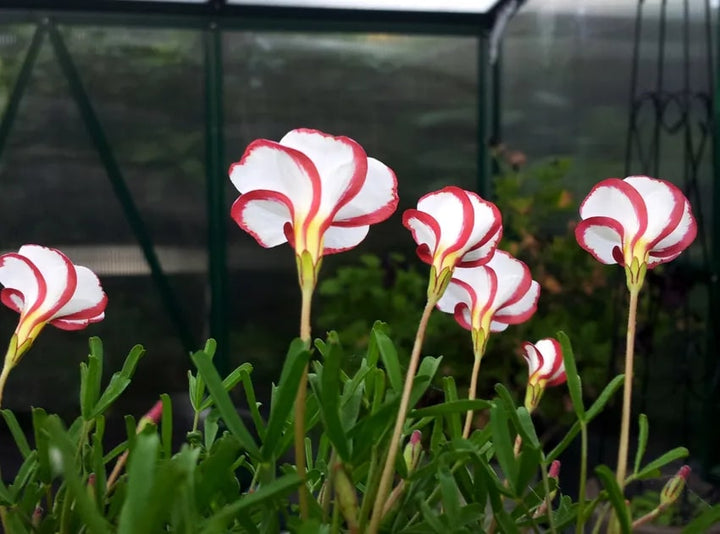Oxalis Versicolor Flower Seeds for Planting – Heirloom, Non-GMO, High Germination Organic Garden Seeds