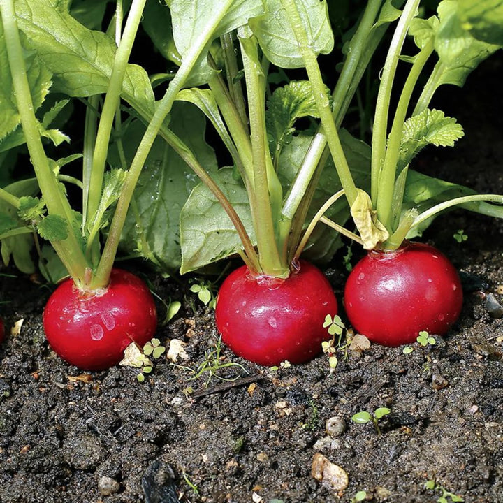 Cherry Belle Radish Seeds for Planting – Heirloom, Non-GMO, Organic Garden Seeds, High Germination