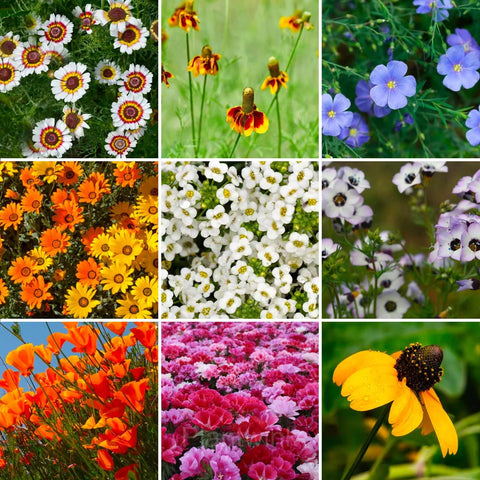 Flower Seeds, Seeds,Seeds For Planting,Plant Seeds
