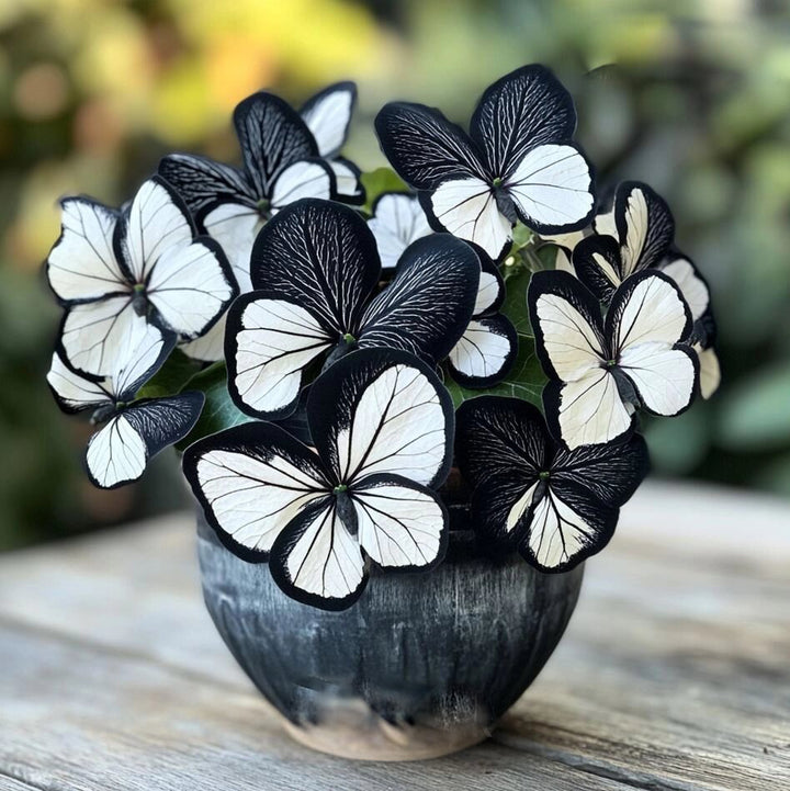 Grow Striking Black &amp; White Begonia Blooms with Elegant Butterfly-Like Beauty