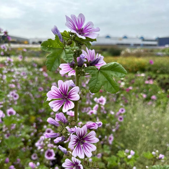 Malva Flower Seeds for Planting – Heirloom Non-GMO, High Germination Organic Garden Seeds