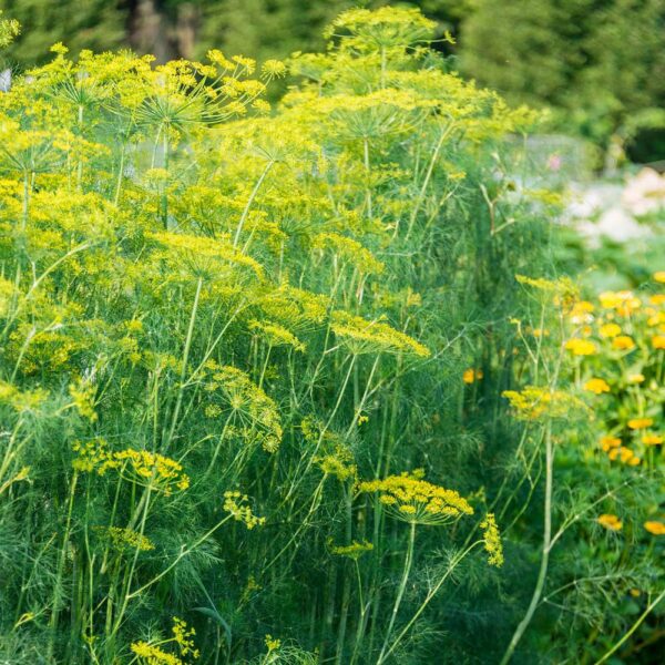 Mammoth Long Island Dill Herb Seeds for Planting – Heirloom, Non-GMO, High Germination Organic Garden Seeds