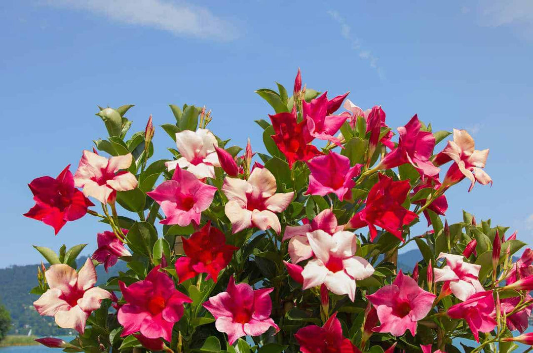 Mixed Mandevilla Sanderi Flower Seeds for Planting - Heirloom and GMO Free Seeds for Home Garden - Bright Blooms, 100 pcs