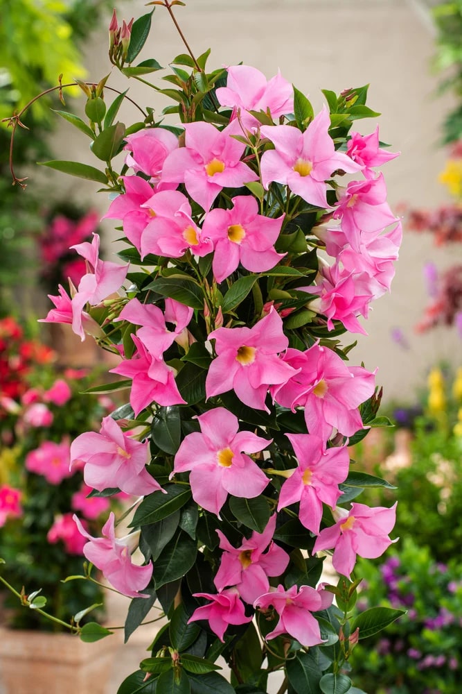 Pale Pink Mandevilla Sanderi Flower Seeds for Planting, Heirloom Non-GMO Organic Garden Seeds