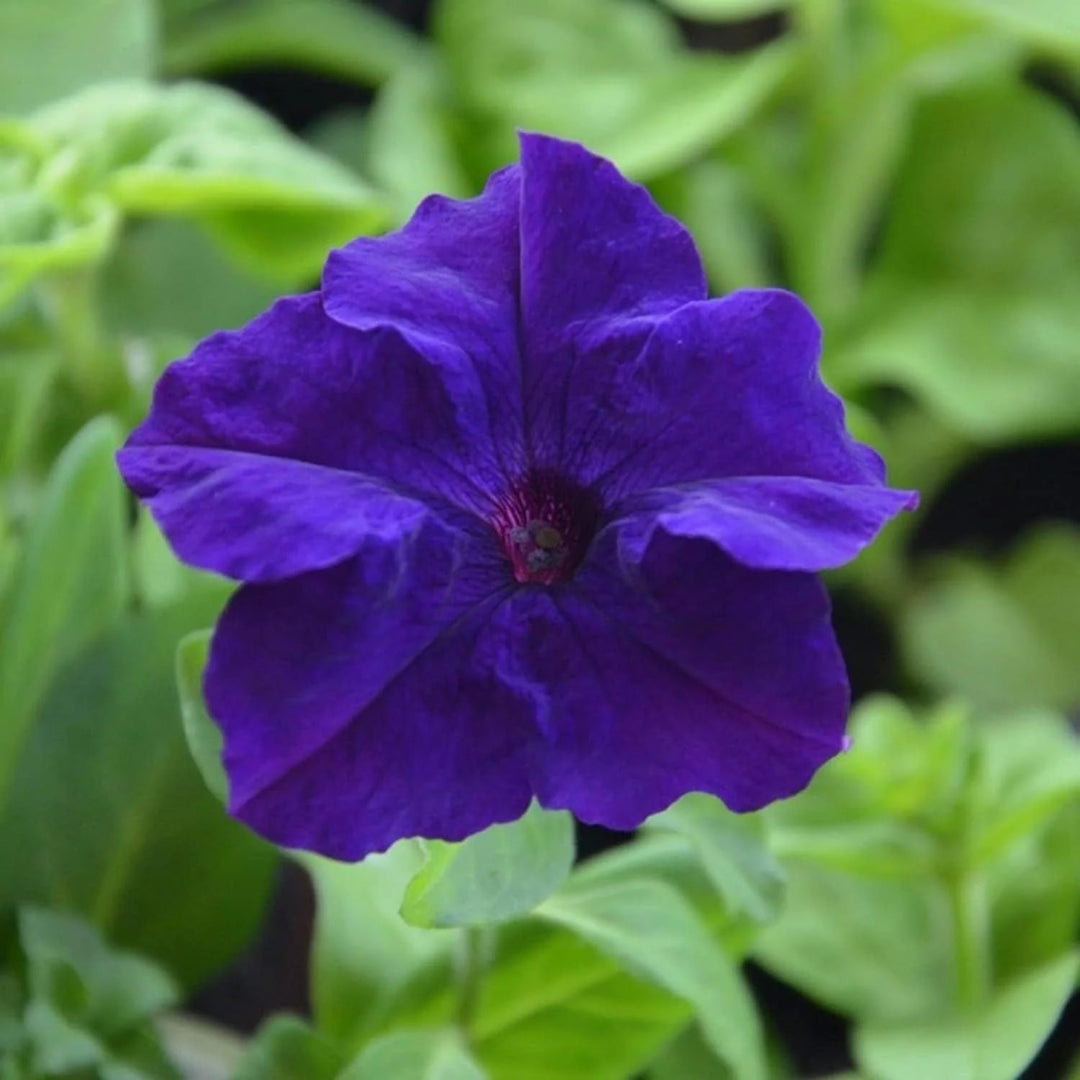 Blue Mandevilla Sanderi Flower Seeds for Planting – Heirloom, Non-GMO, High Germination Organic Garden Seeds