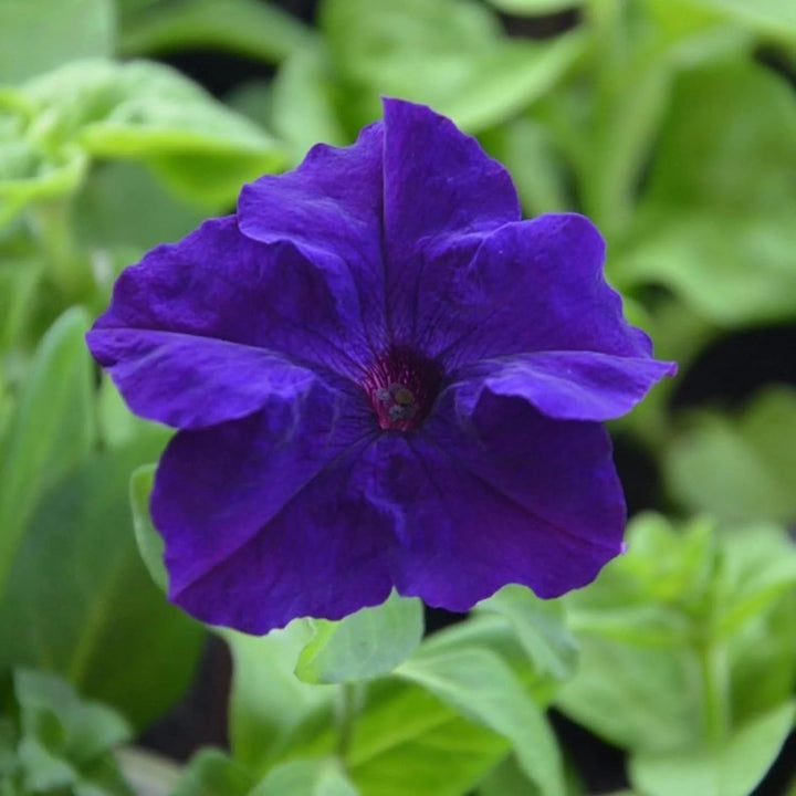 Blue Mandevilla Sanderi Flower Seeds for Planting – Heirloom, Non-GMO, High Germination Organic Garden Seeds