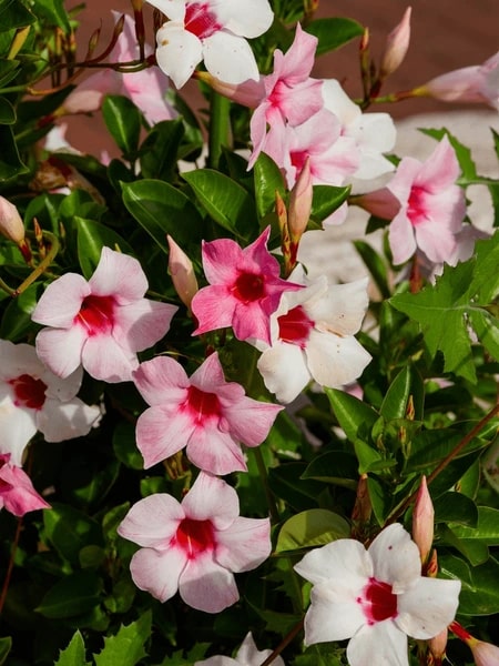 Mandevilla Sanderi Pink White Flower Seeds for Planting – Heirloom, Non-GMO, High Germination Organic Garden Seeds
