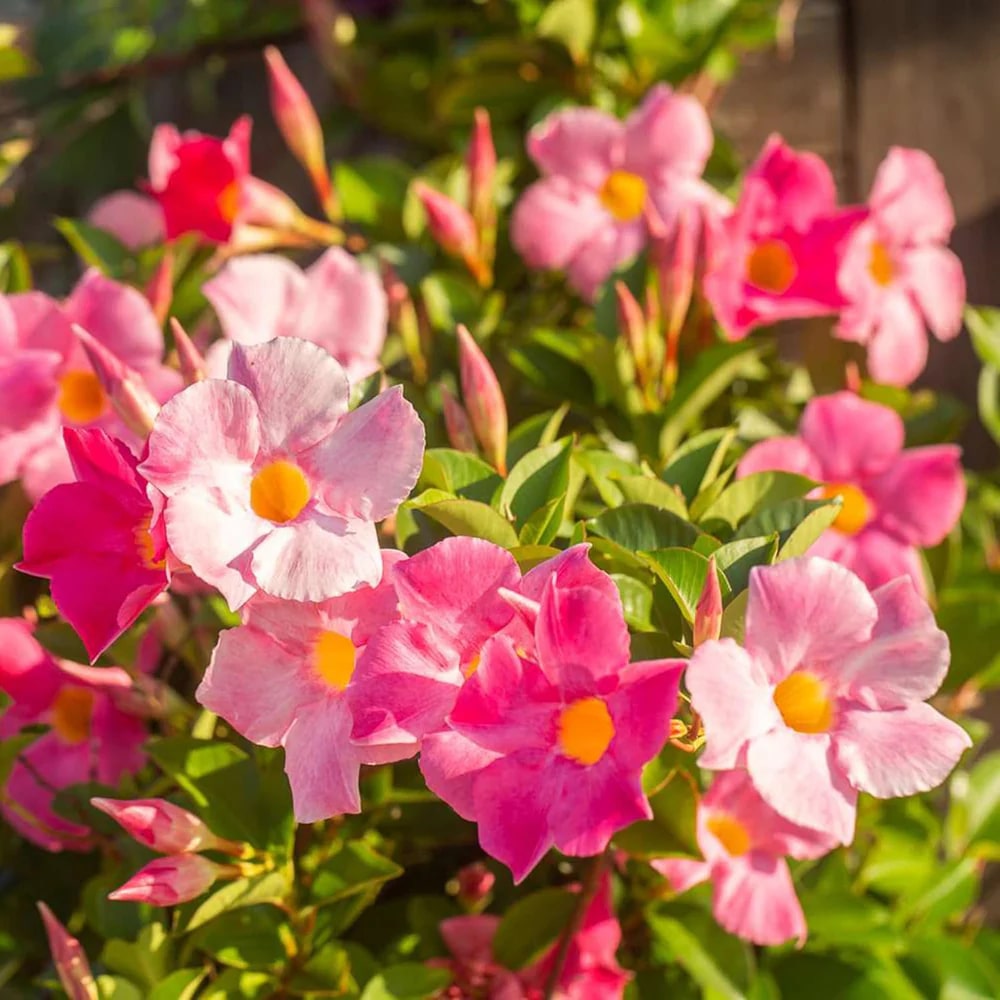 Mixed Mandevilla Sanderi Flower Seeds for Planting - Heirloom and GMO Free Seeds for Home Garden - Bright Blooms, 100 pcs