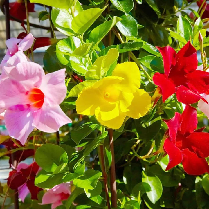 Mixed Mandevilla Sanderi Flower Seeds for Planting - Heirloom and GMO Free Seeds for Home Garden - Bright Blooms, 100 pcs