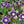Black Mandrake Mandragora Autumnalis Flower Seeds – Heirloom Non-GMO for Garden Planting