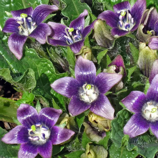 Black Mandrake Mandragora Autumnalis Flower Seeds – Heirloom Non-GMO for Garden Planting