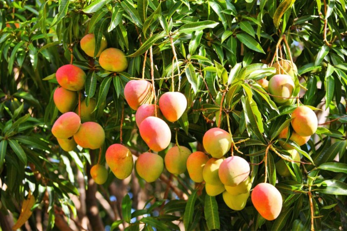 mango garden seeds Kent Mango Tree Fruit Seeds for Planting – Heirloom & Non-GMO Garden seeds, tropical fruits for backyard orchards