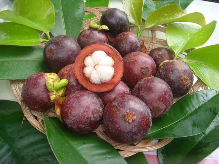 Mangostan Fruit Seeds for Planting – Heirloom Non-GMO Rare Tropical High Germination Organic Garden Seeds
