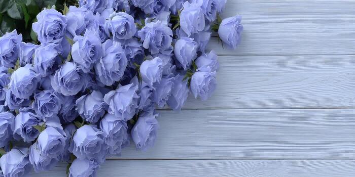 Sky Blue Grey Rose Flower Seeds for Planting – Heirloom, Non-GMO, Fragrant Blossoms, High Germination