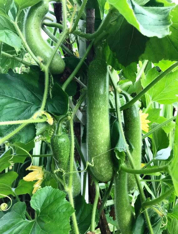 Hairy Gourd Seeds – Heirloom Non-GMO Nutritious Fuzzy Melon Vegetable Seeds for Planting