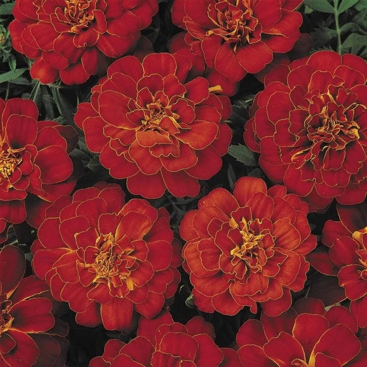 Dark Red Marigold Flower Seeds for Planting – Heirloom, Non-GMO, High Germination Organic Garden Seeds