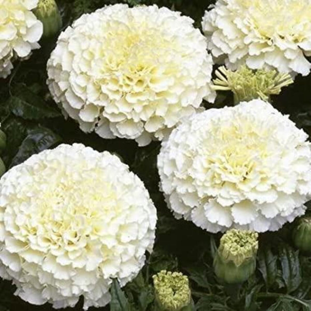 White Marigold Flower Seeds for Planting – Heirloom, Non-GMO, High Germination Organic Garden Seeds