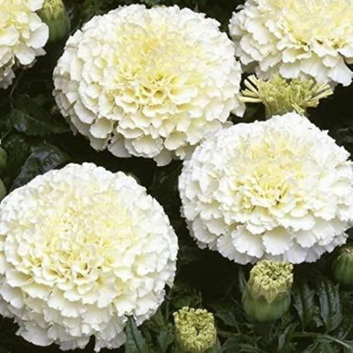 White Marigold Flower Seeds for Planting – Heirloom, Non-GMO, High Germination Organic Garden Seeds