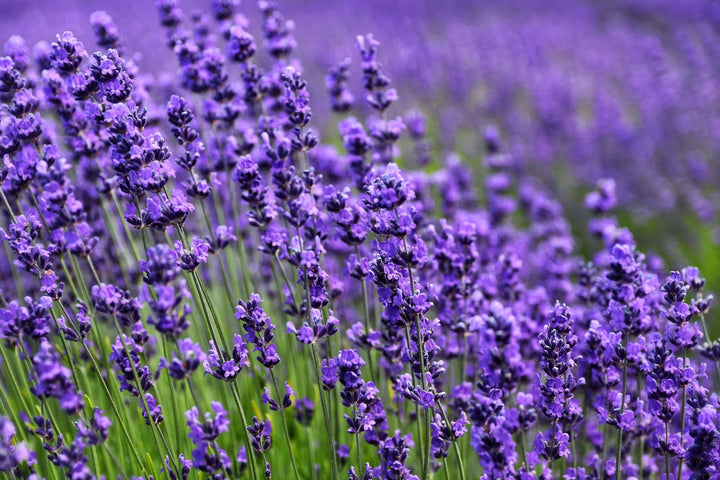 Provence Lavender Flower Seeds for Planting – Heirloom, Non-GMO, High Germination Organic Garden Seeds