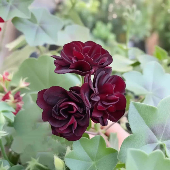 Maroon Red Geranium Flower Seeds for Planting – Heirloom, Non-GMO, Garden Favorite, High Germination