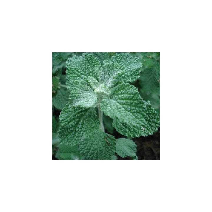 Light Green Marrubium Vulgare Herb Seeds – Heirloom, Non-GMO Versatile Seeds for Garden Planting