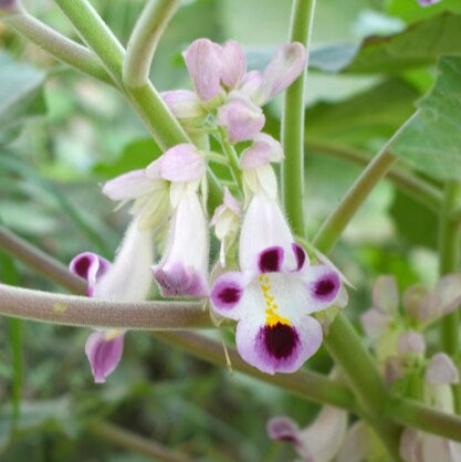 Flower Seeds, Seeds,Seeds For Planting,Plant Seeds