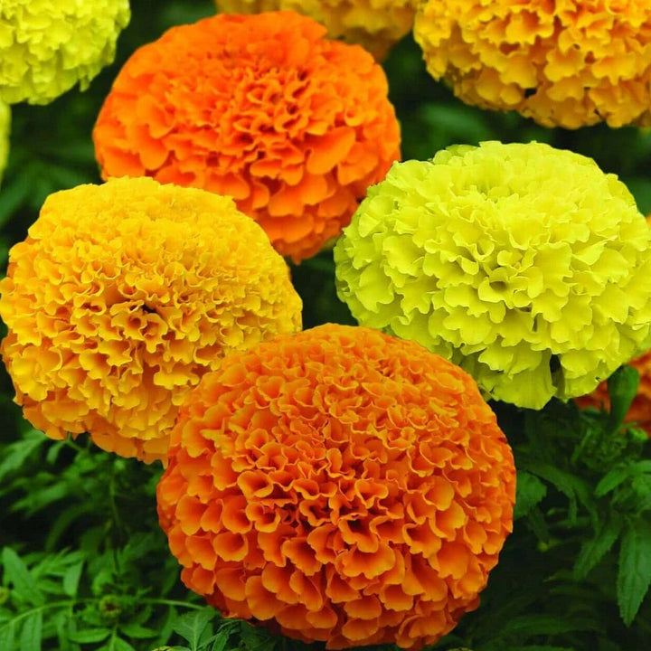 Mixed African Marigold Flower Seeds for Planting – Sun Loving, Heirloom, Non-GMO, High Germination