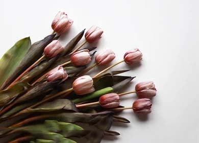 Brown Tulip Flower Seeds for Planting – Heirloom, Non-GMO, Drought Tolerant, High Germination