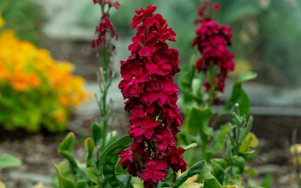 Red Mini Matthiola Incana Seeds for Planting – Heirloom, Non-GMO, High Germination Organic Garden Seeds