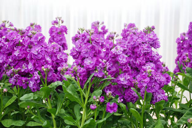 Violet Matthiola Incana Flower Seeds for Planting – Heirloom, Non-GMO, Compact Growth, High Germination