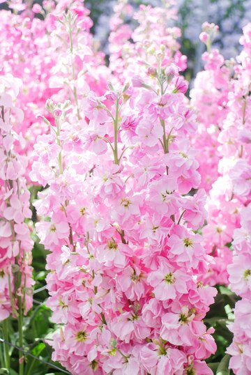 Baby Pink Matthiola Incana Flower Seeds for Planting – Heirloom Non-GMO, High Germination Garden Seeds