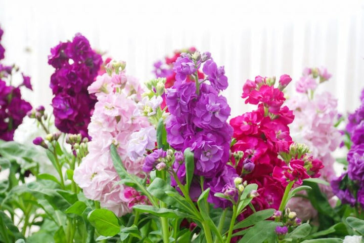 Matthiola Incana Flower Seeds for Planting – Heirloom Non-GMO, High Germination Organic Garden Seeds