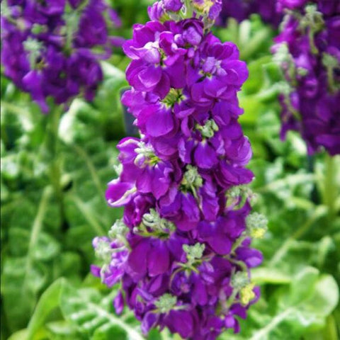 Flower Seeds, Seeds,Seeds For Planting,Plant Seeds