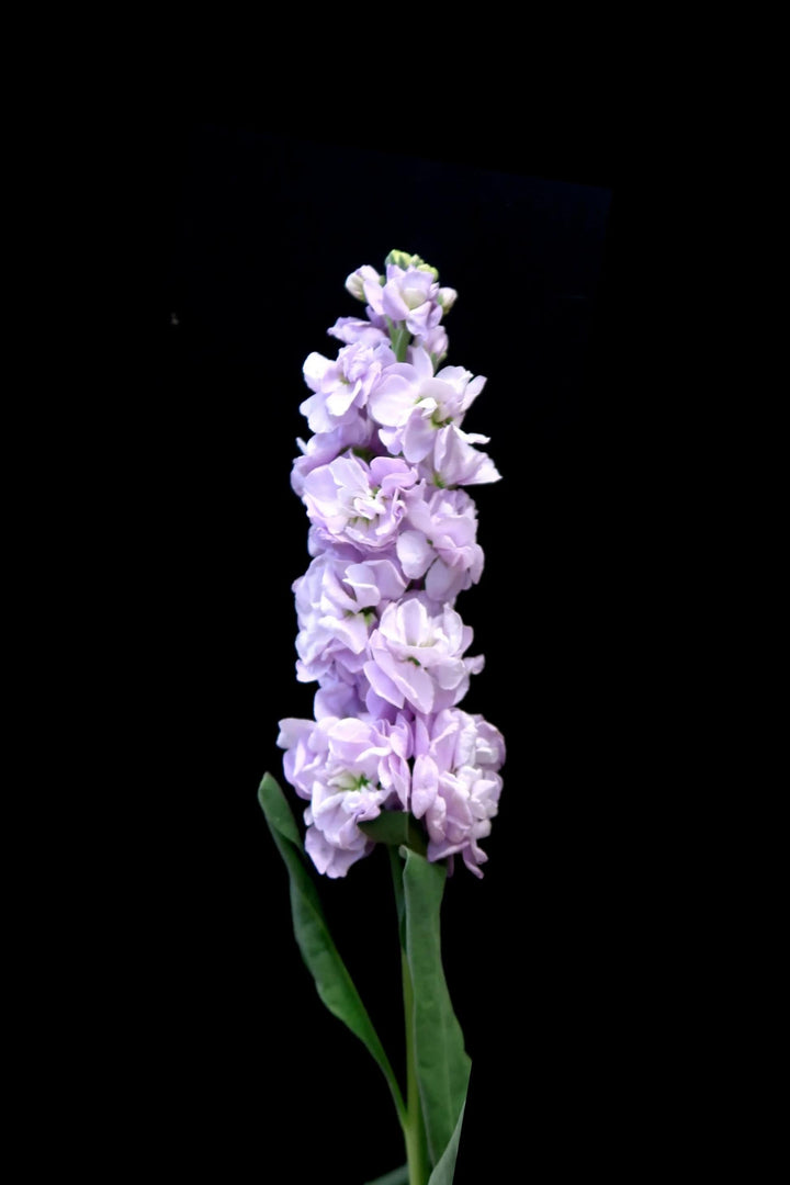 Purple Mini Matthiola Flower Seeds for Planting – Heirloom, Non-GMO, High Germination Garden Seeds