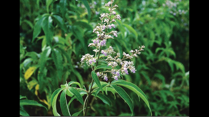 Nirgundi Herb Seeds for Planting – Heirloom, Non-GMO, Organic Garden Seeds with High Germination