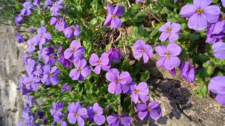 Lavender Rock Cress Flower Seeds for Planting – Heirloom Non-GMO High Germination Organic Garden Seeds