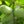 Asimina fruit seeds for planting – Heirloom & Non-GMO garden seeds, rare tropical-style fruit for gardens
