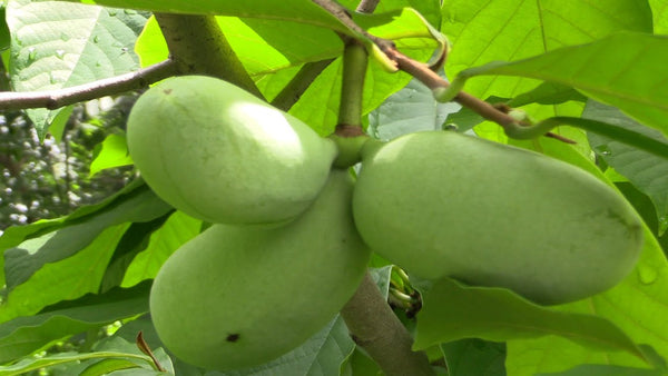 Asimina fruit seeds for planting – Heirloom & Non-GMO garden seeds, rare tropical-style fruit for gardens