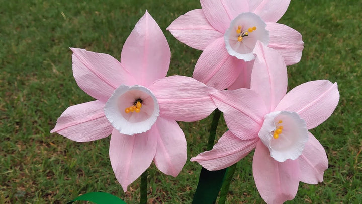 Soft Pink Narcissus Flower Seeds for Planting – Heirloom, Non-GMO, Shade-Tolerant Organic Garden Seeds