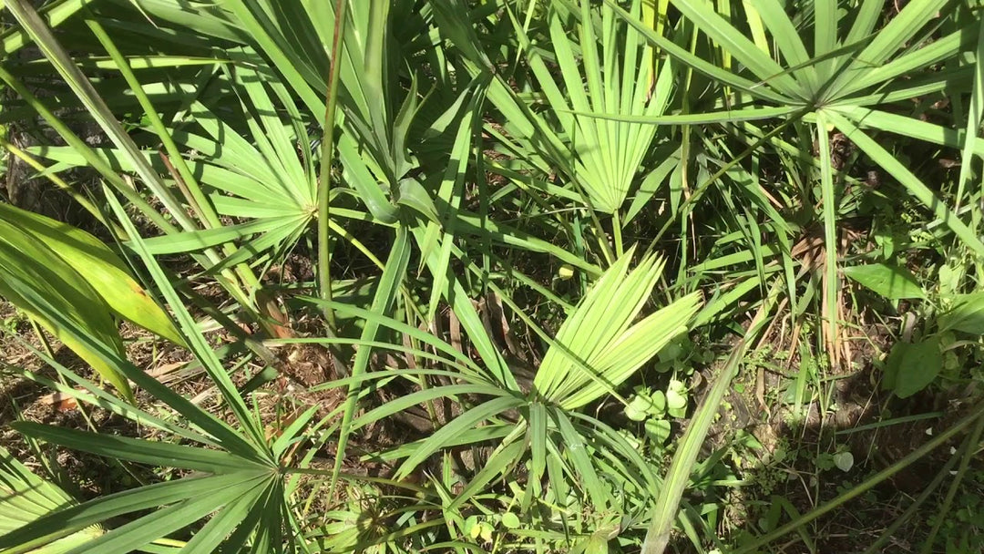 Serenoa Repens Herb Seeds – Heirloom, Non-GMO Premium Grade Seeds for Garden Planting