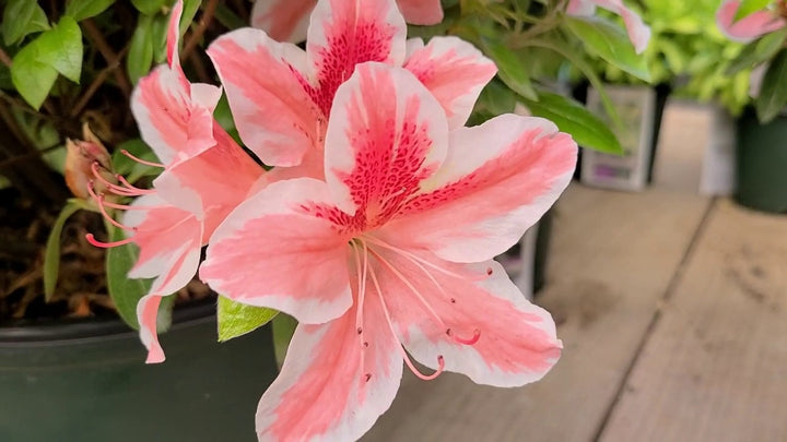 Light Red White Azalea Flower Seeds for Planting | Heirloom Non-GMO High Germination Seeds