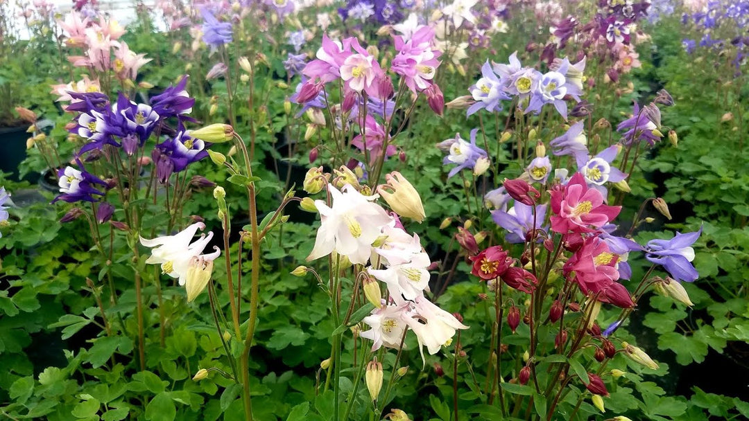 Columbine Biedermeier Flower Seeds for Planting – Heirloom, Non-GMO, Fragrant Organic Garden Seeds