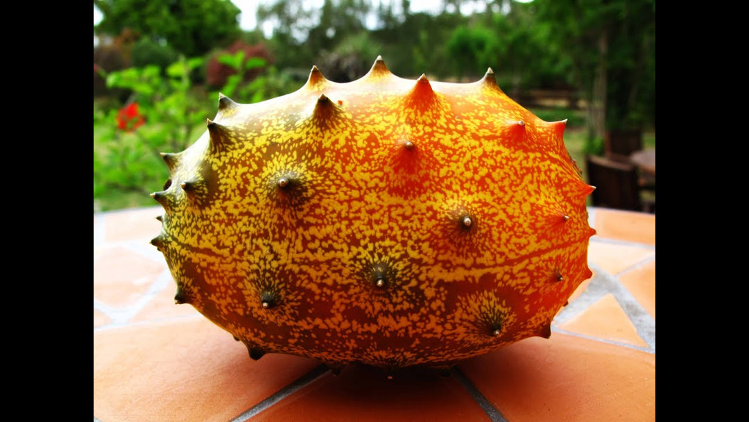 Orange Kiwano Seeds – Heirloom Non-GMO Spiky Melon Vegetable Garden Seeds for Planting