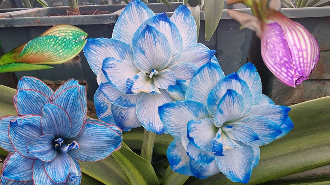 Light Blue Amaryllis Flower Seeds for Planting | Heirloom Non-GMO High Germination Organic Garden Seeds