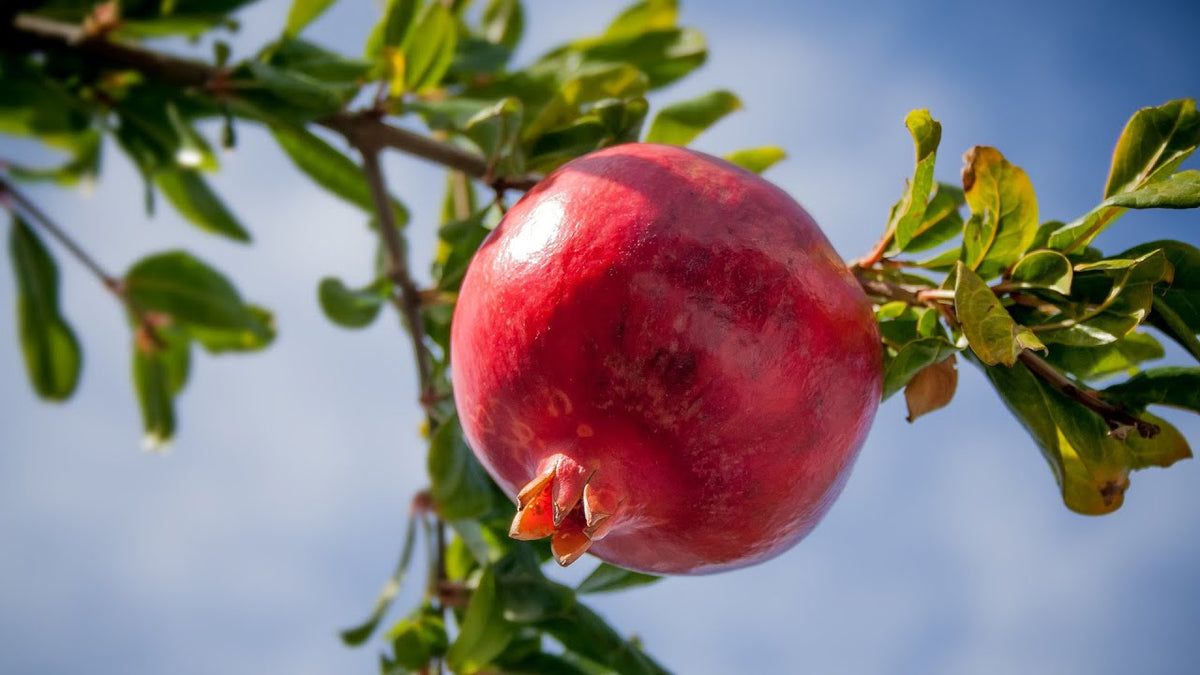 Mixed Pomegranate Fruit Seeds for Planting – Heirloom, Non-GMO Sweet and Tangy Garden Fruit Seeds