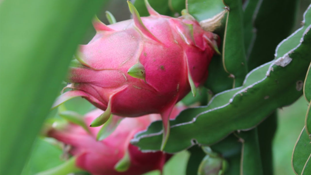 Red Dragon Fruit Seeds for Planting – Heirloom, Non-GMO Vibrant Exotic Tropical Garden Fruit Seeds