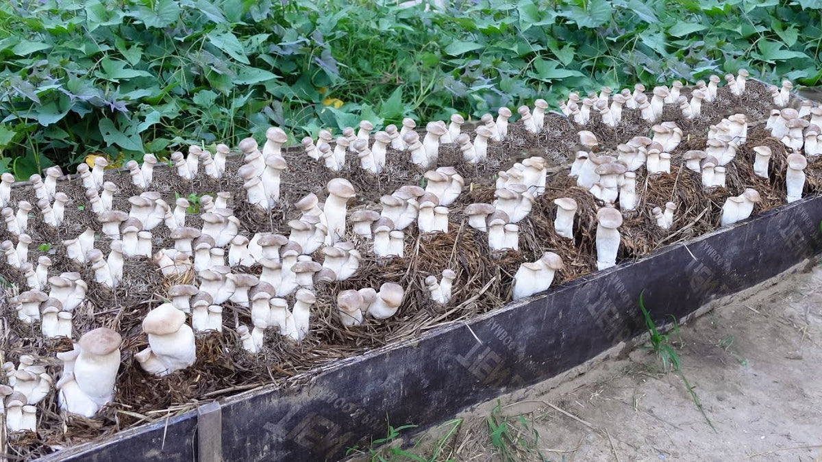 Mushroom Vegetable Seeds for Planting – Heirloom & Non-GMO Seeds for Indoor or Outdoor Gourmet Fungi