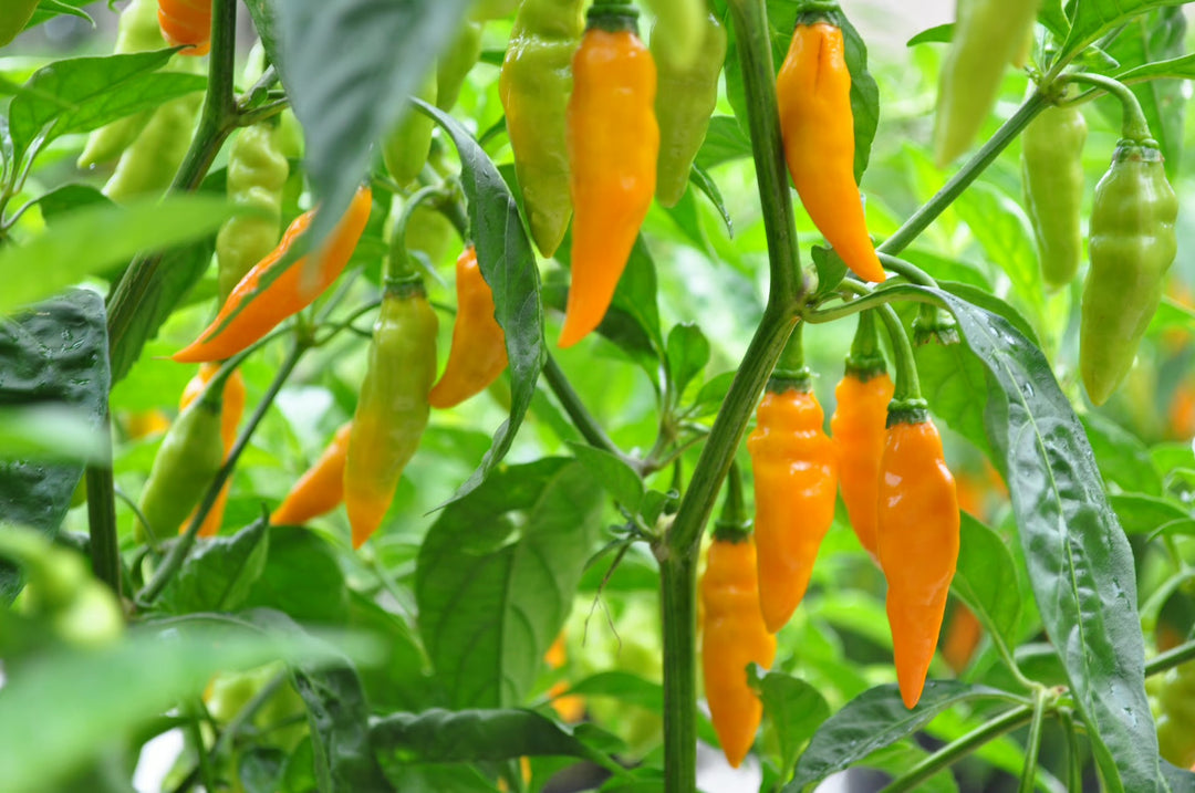 Datil Pepper Seeds – Heirloom Non-GMO Sweet and Spicy Chili Vegetable Seeds for Planting