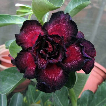 Black Red Desert Rose Seeds - Adenium obesum Flower Seeds for Planting, Drought-Tolerant Succulent Blooms