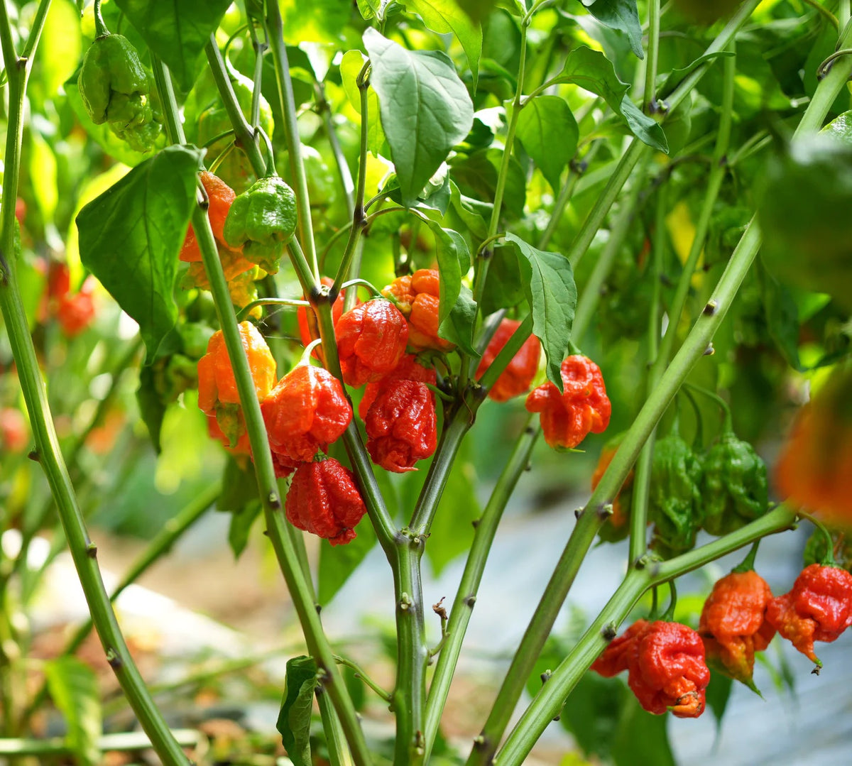 Carolina Reaper Chili Seeds for Planting – Heirloom & Non-GMO Garden Seeds